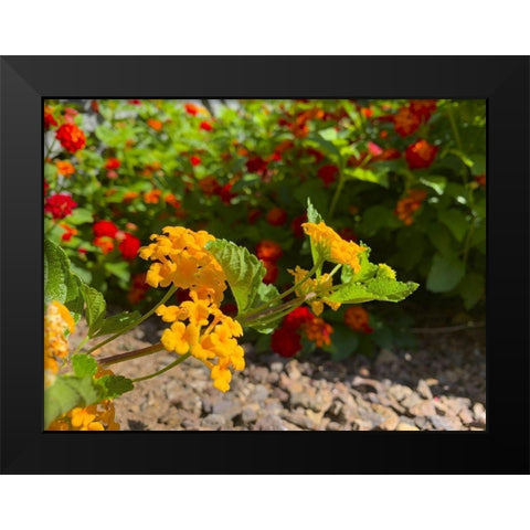 Lantana IX Black Modern Wood Framed Art Print by Grayscale
