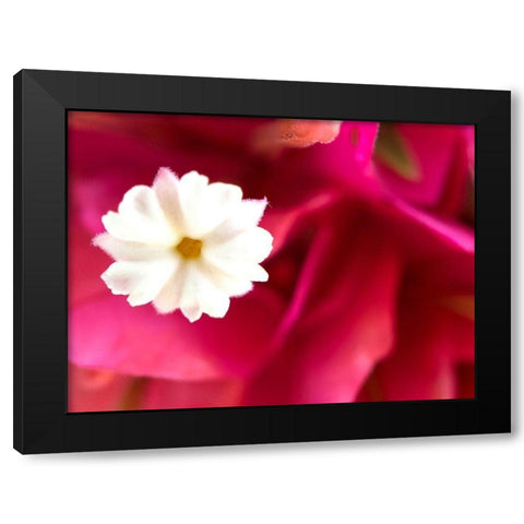 Bougainvillea I Black Modern Wood Framed Art Print with Double Matting by Grayscale