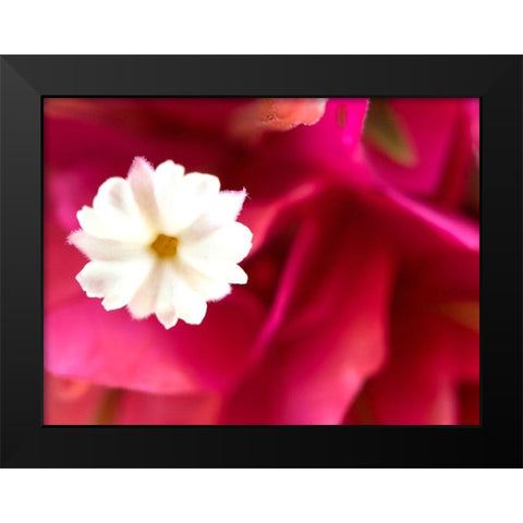 Bougainvillea I Black Modern Wood Framed Art Print by Grayscale