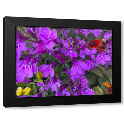 Flower Spot II Black Modern Wood Framed Art Print by Grayscale