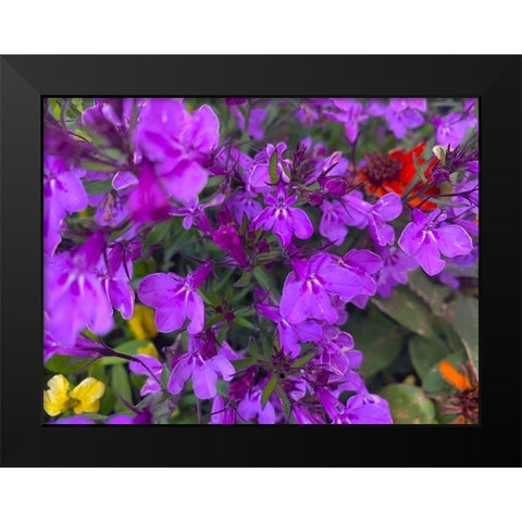 Flower Spot II Black Modern Wood Framed Art Print by Grayscale