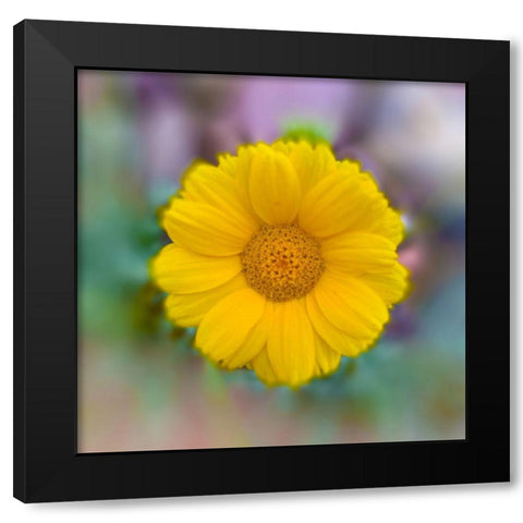 Baby Sunflower Black Modern Wood Framed Art Print with Double Matting by Grayscale