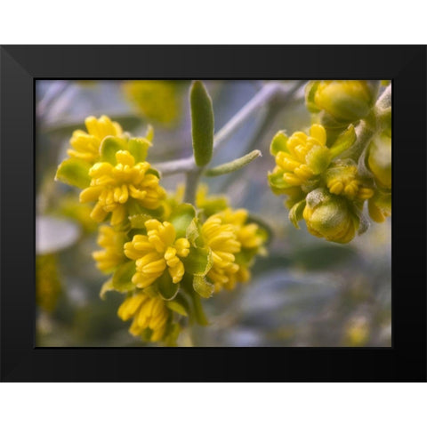 Yellow Buds I Black Modern Wood Framed Art Print by Grayscale