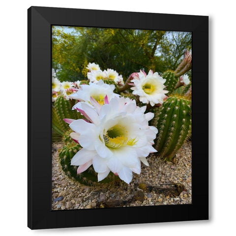 Cactus Flower IV Black Modern Wood Framed Art Print by Grayscale