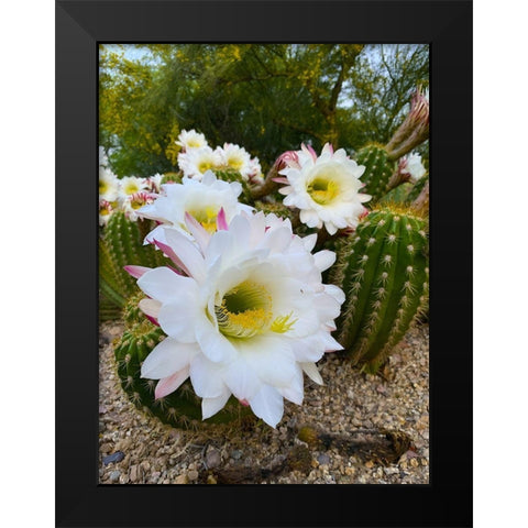 Cactus Flower IV Black Modern Wood Framed Art Print by Grayscale