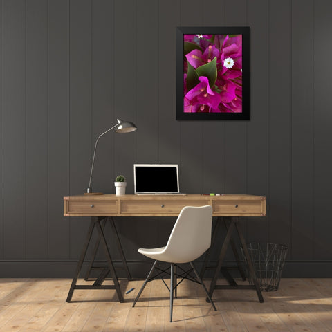 Bougainvillea II Black Modern Wood Framed Art Print by Grayscale