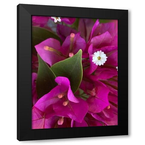 Bougainvillea II Black Modern Wood Framed Art Print with Double Matting by Grayscale