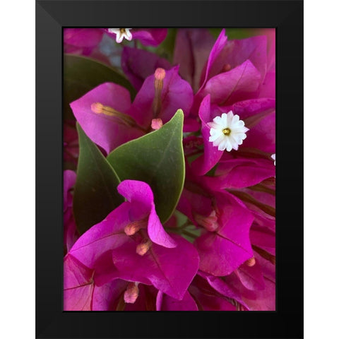 Bougainvillea II Black Modern Wood Framed Art Print by Grayscale