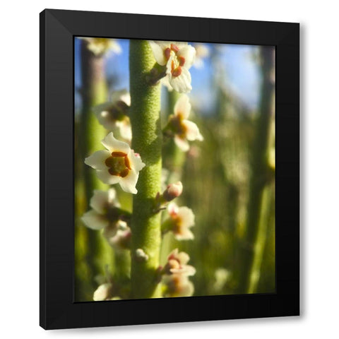 Pencil Buds I Black Modern Wood Framed Art Print by Grayscale