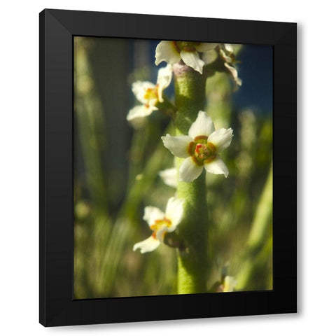 Pencil Buds II Black Modern Wood Framed Art Print with Double Matting by Grayscale