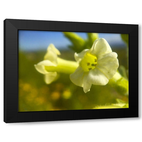 Cactus Flower V Black Modern Wood Framed Art Print with Double Matting by Grayscale