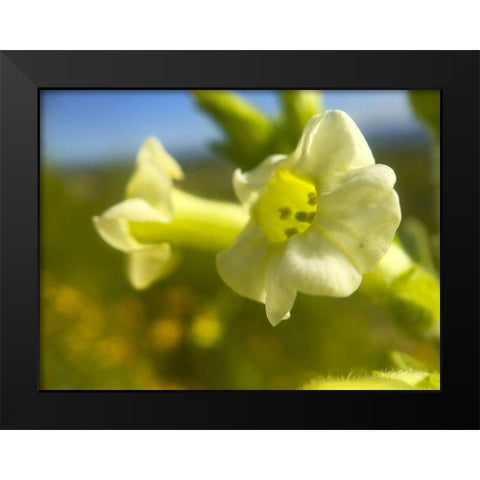 Cactus Flower V Black Modern Wood Framed Art Print by Grayscale