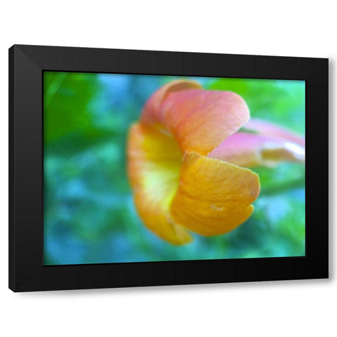 Cactus Flower VI Black Modern Wood Framed Art Print with Double Matting by Grayscale