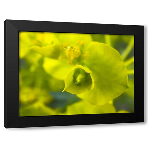 Green Flower II Black Modern Wood Framed Art Print by Grayscale