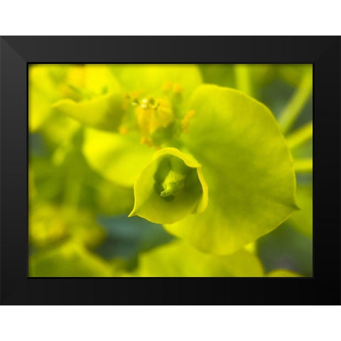 Green Flower II Black Modern Wood Framed Art Print by Grayscale