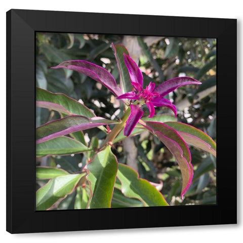 Magenta Leaves I Black Modern Wood Framed Art Print by Grayscale