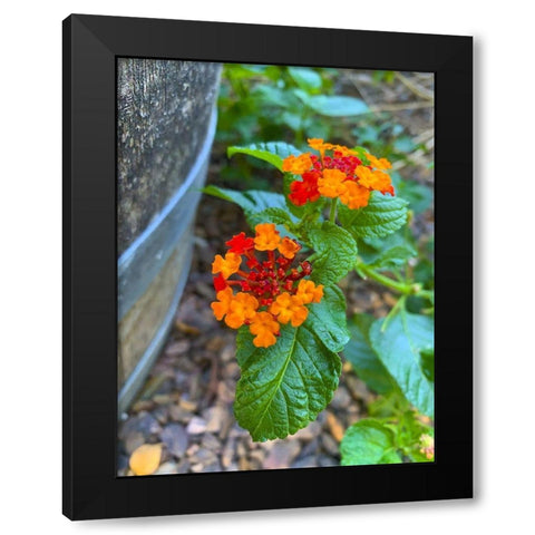 Lantana XII Black Modern Wood Framed Art Print by Grayscale