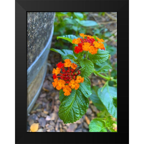Lantana XII Black Modern Wood Framed Art Print by Grayscale