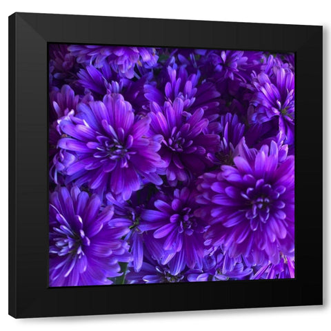 Purple Bloom III Black Modern Wood Framed Art Print with Double Matting by Grayscale