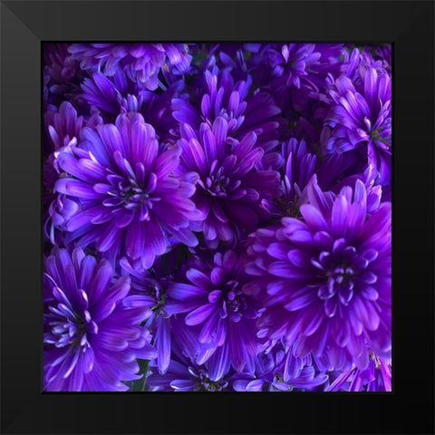 Purple Bloom III Black Modern Wood Framed Art Print by Grayscale