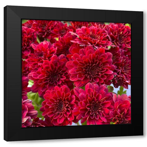Red Blooms I Black Modern Wood Framed Art Print with Double Matting by Grayscale