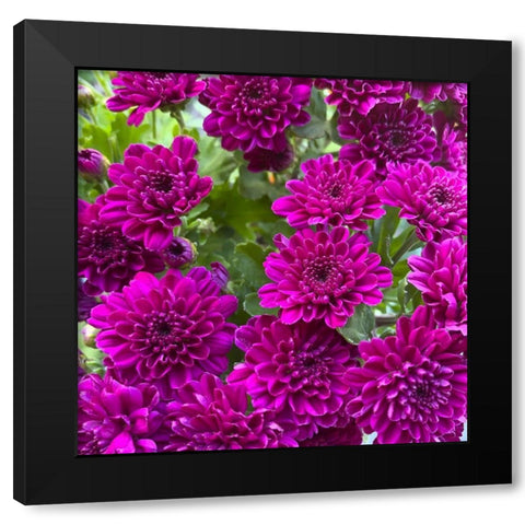 Purple Bloom IV Black Modern Wood Framed Art Print with Double Matting by Grayscale