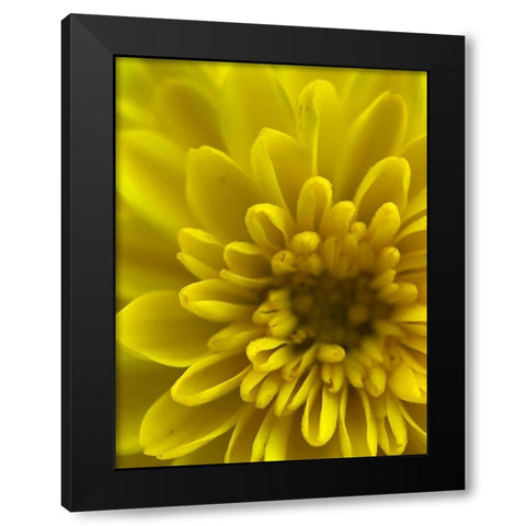 Yellow Blooms IX Black Modern Wood Framed Art Print by Grayscale