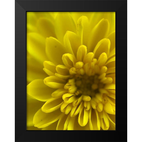 Yellow Blooms IX Black Modern Wood Framed Art Print by Grayscale