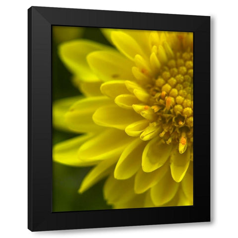 Yellow Blooms X Black Modern Wood Framed Art Print by Grayscale