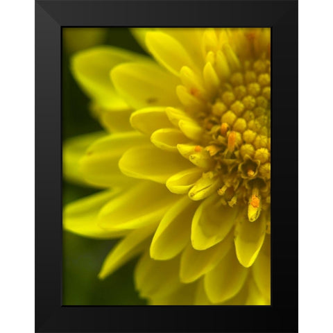Yellow Blooms X Black Modern Wood Framed Art Print by Grayscale
