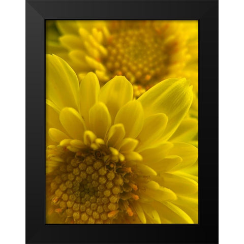 Yellow Blooms XI Black Modern Wood Framed Art Print by Grayscale