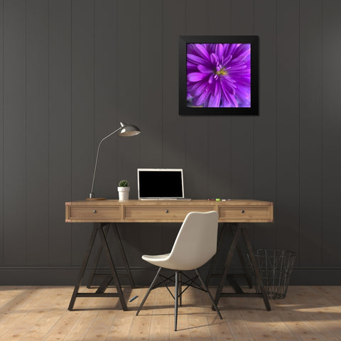 Purple Bloom V Black Modern Wood Framed Art Print by Grayscale