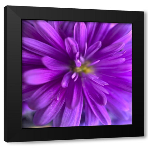 Purple Bloom V Black Modern Wood Framed Art Print with Double Matting by Grayscale