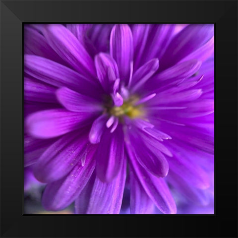 Purple Bloom V Black Modern Wood Framed Art Print by Grayscale