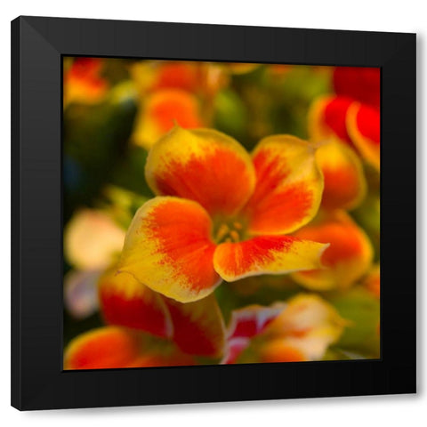 Orange Blooms II Black Modern Wood Framed Art Print with Double Matting by Grayscale