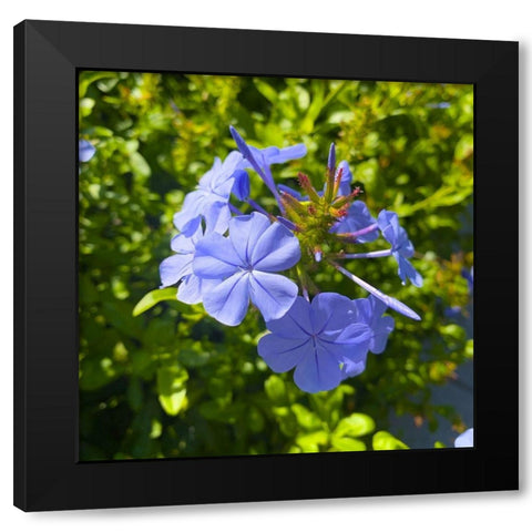 Blue Blooms I Black Modern Wood Framed Art Print with Double Matting by Grayscale