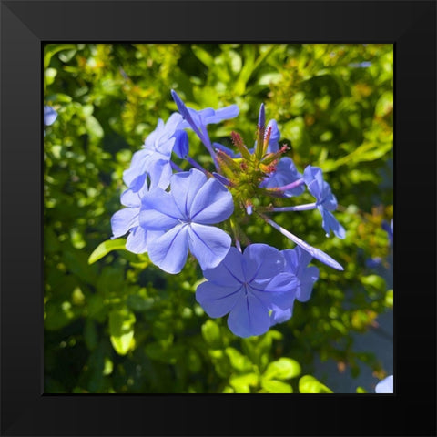 Blue Blooms I Black Modern Wood Framed Art Print by Grayscale