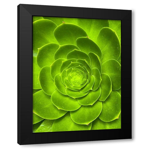 Green Bloom I Black Modern Wood Framed Art Print by Grayscale