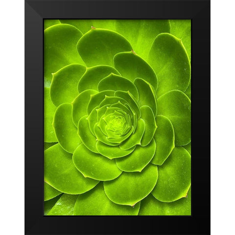 Green Bloom I Black Modern Wood Framed Art Print by Grayscale