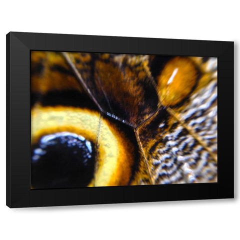 Butterfly Wing I Black Modern Wood Framed Art Print by Grayscale