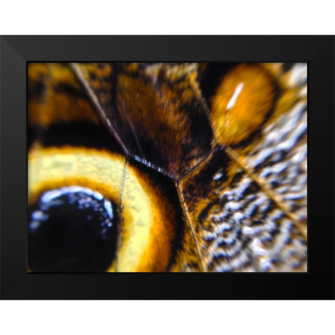 Butterfly Wing I Black Modern Wood Framed Art Print by Grayscale