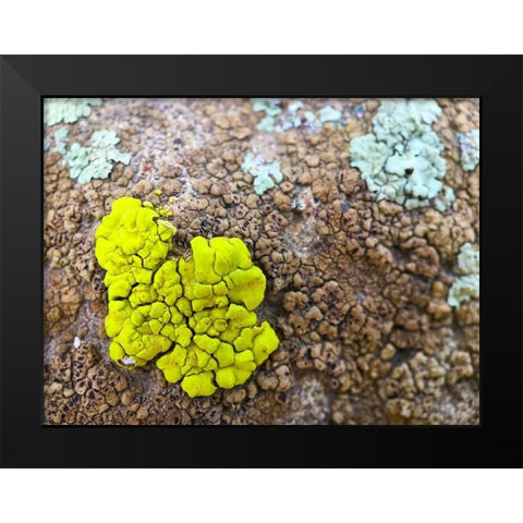 Lichen IV Black Modern Wood Framed Art Print by Grayscale