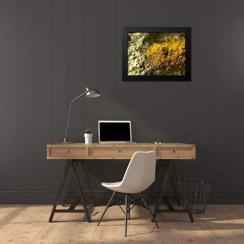 Lichen V Black Modern Wood Framed Art Print by Grayscale