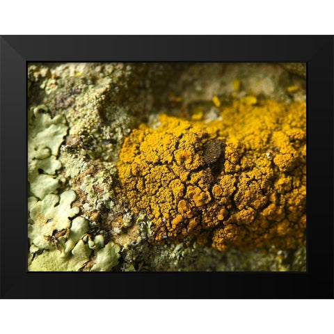 Lichen V Black Modern Wood Framed Art Print by Grayscale