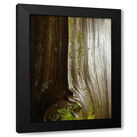 Bark and Moss IV Black Modern Wood Framed Art Print with Double Matting by Grayscale