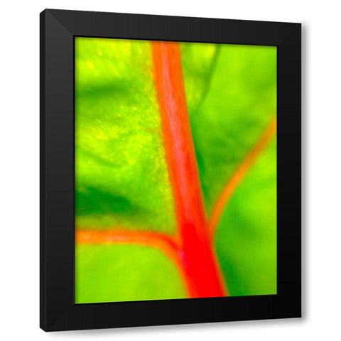 Red Branch I Black Modern Wood Framed Art Print with Double Matting by Grayscale