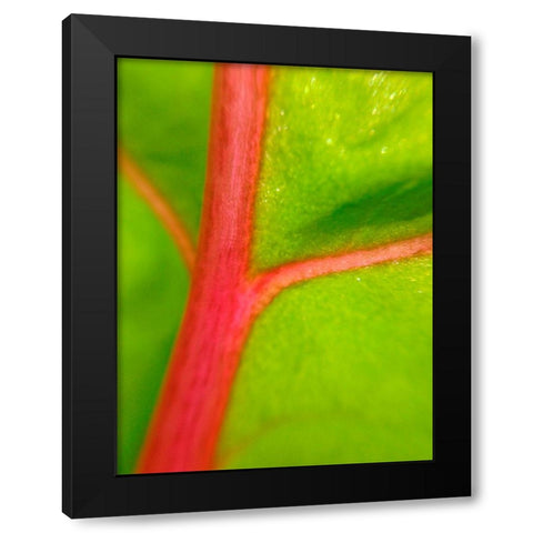 Red Branch II Black Modern Wood Framed Art Print with Double Matting by Grayscale