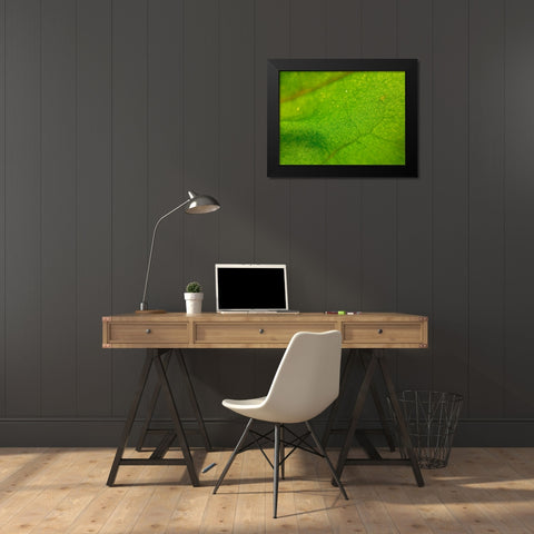 Green Leaf I Black Modern Wood Framed Art Print by Grayscale