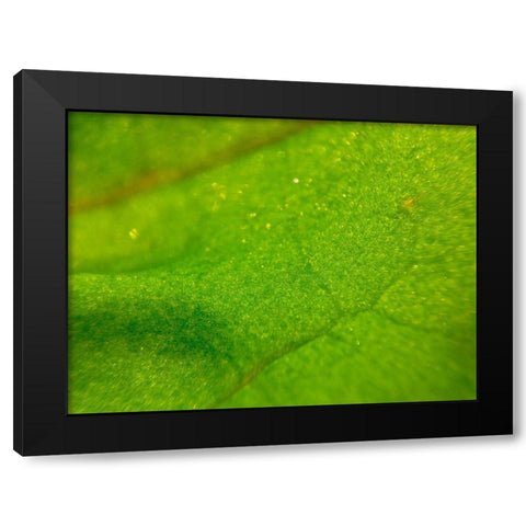 Green Leaf I Black Modern Wood Framed Art Print with Double Matting by Grayscale