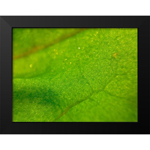 Green Leaf I Black Modern Wood Framed Art Print by Grayscale